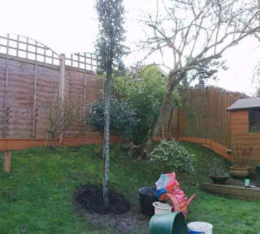 first quercus ilex planted into newly dug tree pit