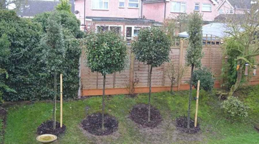 newly planted trees from bedroom window
