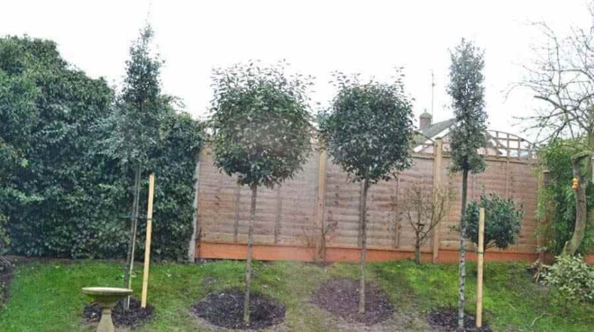 newly planted trees from dining room window