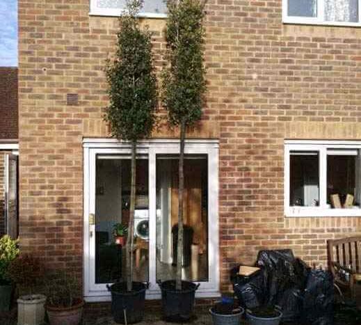 quercus ilex in containers on patio