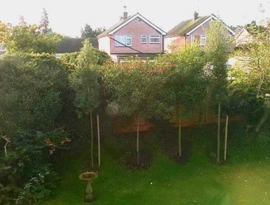 trees two years on