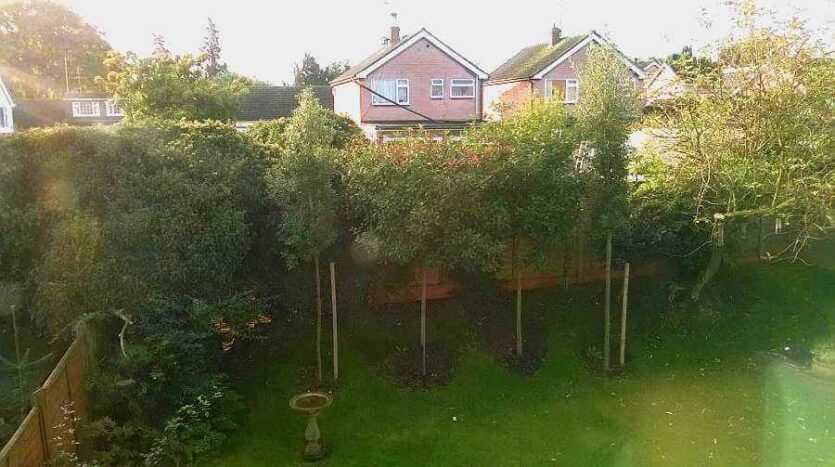 trees two years on